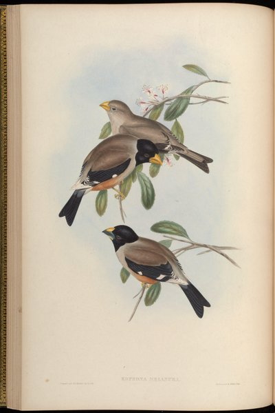 Eophona Melanura = Eophona Migratoria by John Gould